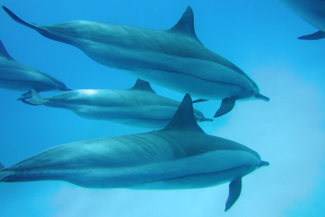 Satayeh Reef Swim With Dolphin in and Snorkeling Sea Trip With Lunch -Marsa Alam - Directions