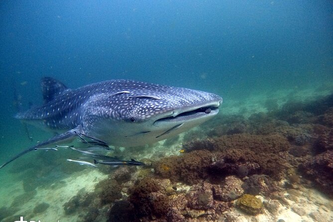 Scuba Diving Trips to Dimaniyat Islands - Start Time and Group Size