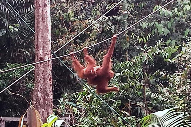 Semenggoh Orangutan Centre From Kuching - Booking Confirmation