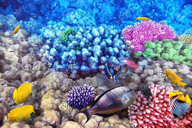 Semi Submarine Tour From Sharm El Sheikh