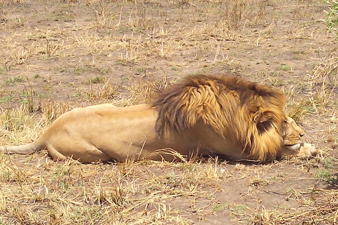 Serengeti National Park 7 Days Safaris Camping - Meal Inclusions