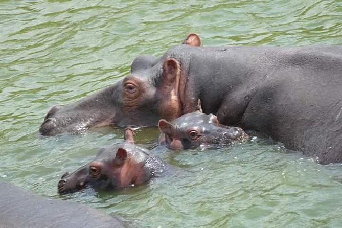 Seven Days Exploring the Pearl of Africa (Uganda) - The Sum Up