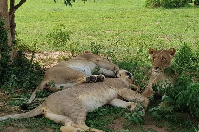 Seven Days One Wonderful Week Safari In Uganda - Day 4: Discovering Queen Elizabeth National Park
