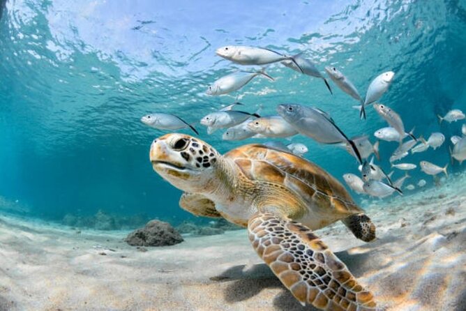 Sharm El Sheikh: Ras Mohamed, White Island, Snorkel and Diving - Customer Reviews
