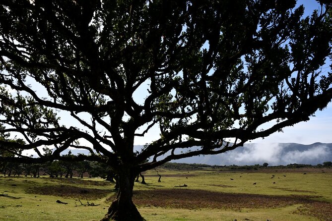Small Group Guided Sightseeing Tour Visit to Fanal - Customer Reviews