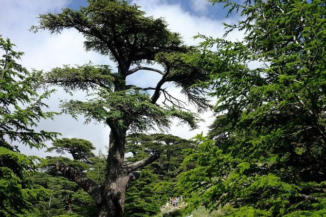 Small-Group Tour Qadisha Valley, Becharre and Cedars With Lunch and Tickets - Frequently Asked Questions