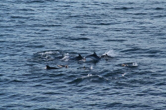 Snorkel With Dolphins, Lunch on Benitiers Island, Speedboat - Accessibility and Recommendations
