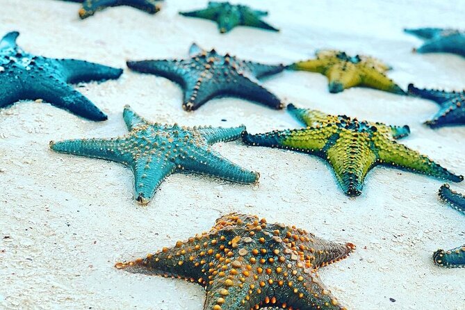 Snorkeling at Blue Lagoon; Starfish; The Rock Restaurant & Paje Beach - Exploring Paje Beach Attractions