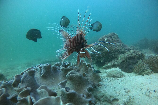 Snorkeling at Dimaniyat Islands and Dolphin Watching - Additional Information