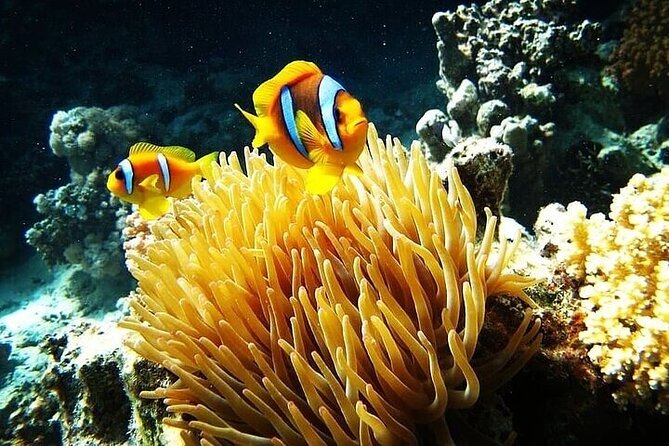 Snorkeling Tour to Marsa Mubarak With Optional Diving -Marsa Alam - Booking and Cancellation