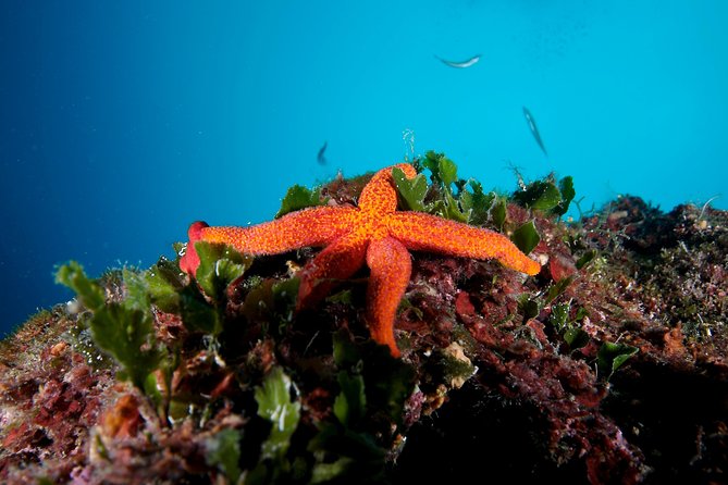 Snorkeling Trip for Groups up to 40 Persons. - What To Expect During the Trip
