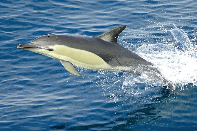 Snorkeling With Dolphins and Lunch at Sataya Reefs From Marsa