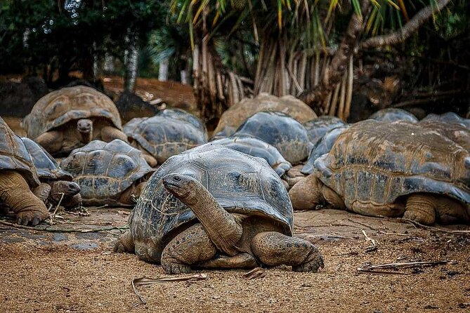 South of Mauritius : Crocodile Park, Lunch ,Rum and Tea Tasting - Customer Review