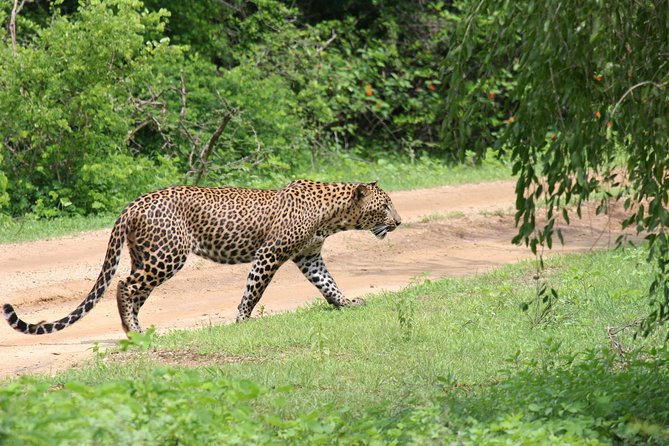 Special Leopards Safari - Yala National Park - 04.30 Am to 11.30 Am - Pickup Information