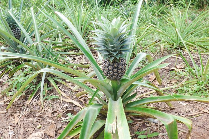 SpiceTour in Zanzibar - Additional Information