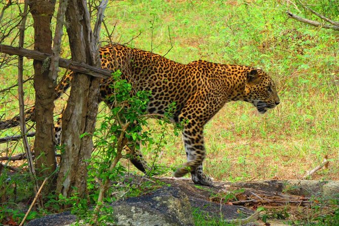 Sri Lanka Round Tour - Reviews and Ratings