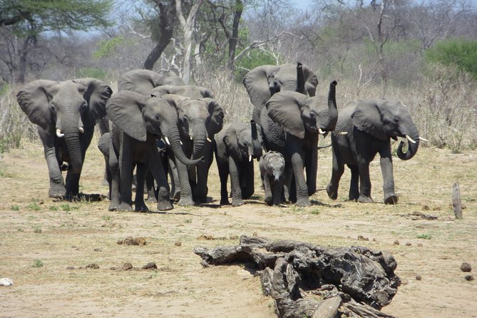 Sunset Cruise ,Chobe Safari Full Day , Airport Transfers Combo 3 - Booking Information