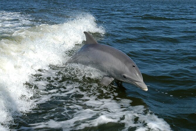 Sunset Dolphin Watching Boat Tour From Vrsar - Cancellation Policy