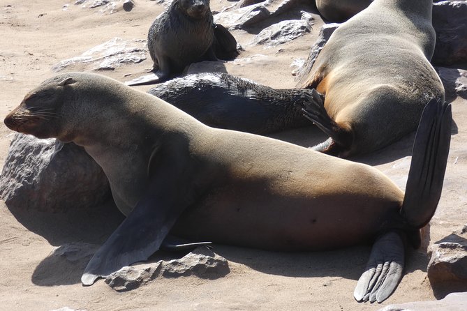 Swakopmund Cape Cross Seal Colony Day Tours - Additional Info
