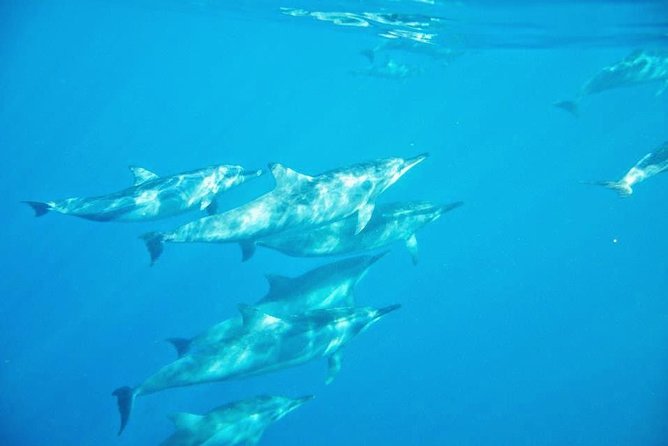 Swim With Wild Dolphins & Benitiers Island With Lunch & Transport - Hosts Response
