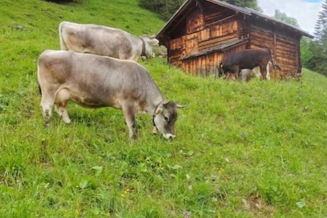 Swiss Alps Tour Grindelwald Lauterbrunnen Interlaken - The Sum Up