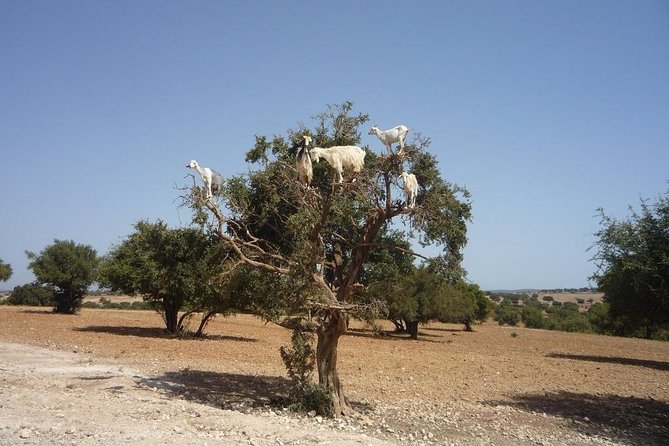 Tafraout and Tiznit Guided Day Tour From Agadir - Details on the Anti-Atlas Mountains