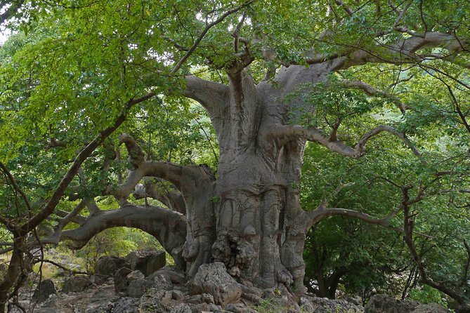 Takamul Travel Mountain Tour - Darbat Valley, Jebel Samhan, Sinkholes, Baobabs - Frequently Asked Questions