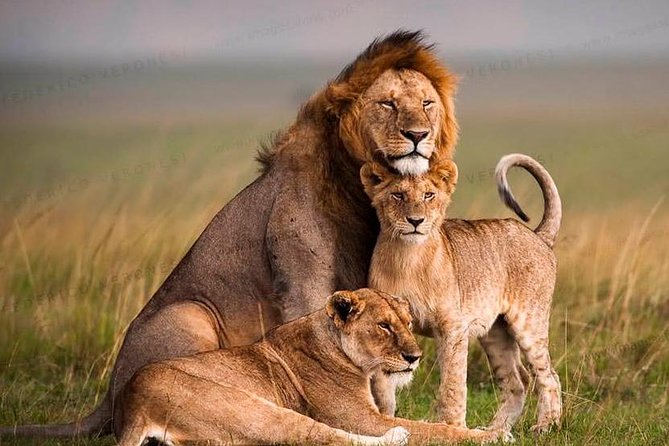 Tanzania Wildlife Encounters - 6 Days - Tour Overview