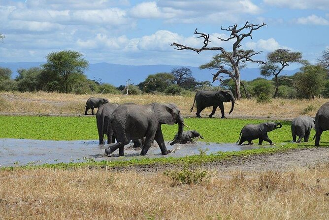 Tanzania Wildlife Safari - Tarangire | Serengeti and Ngorongoro Crater - Pricing Information