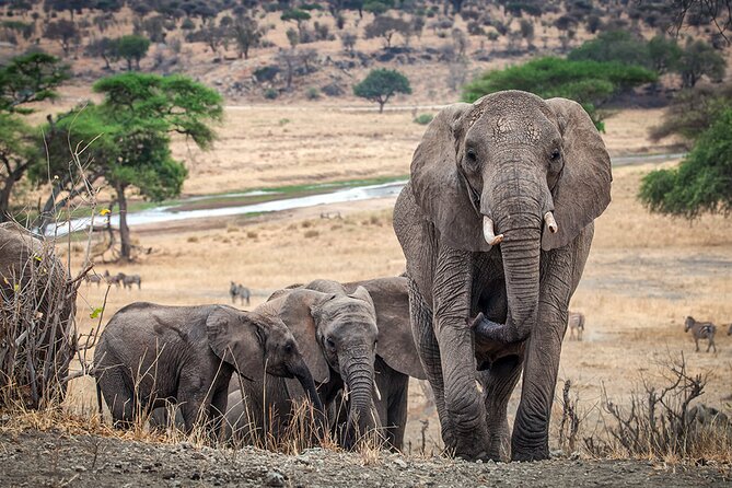 Tarangire Budget Full Day Tour From Arusha - Inclusions