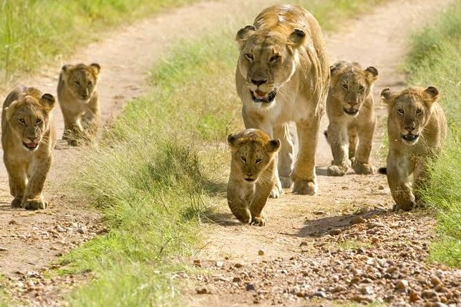 Tarangire Day Trip From Arusha - Tour Highlights