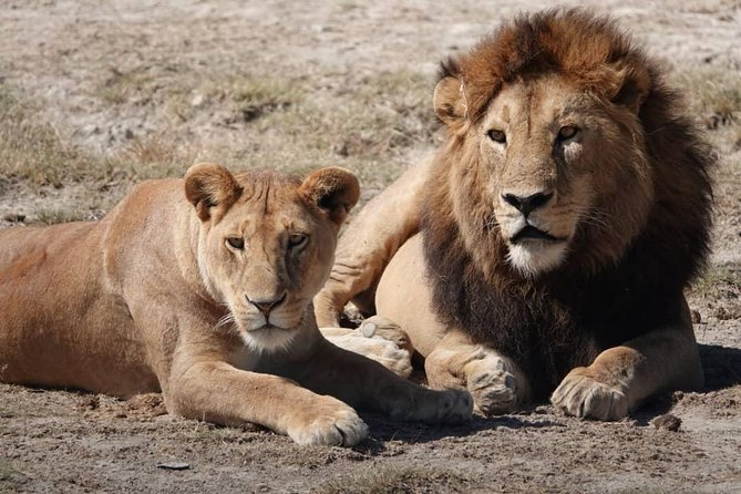 Tarangire National Park: Guided Day Tour From Arusha - Customer Reviews