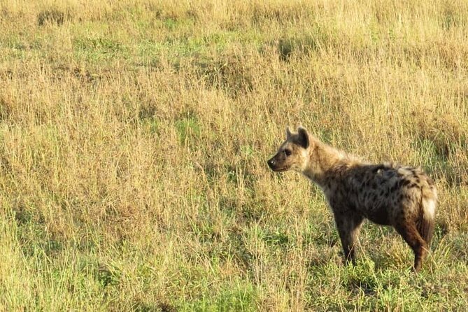 Tarangire, Ngorongoro, Lake Manyara 3-Days - Cancellation Policy