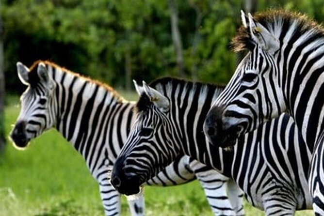 >>TAXI ONLY<< to CASELA BIRD PARK, SAFARI. - Cancellation Policy and Refunds