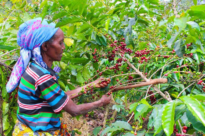 Tea and Coffee Tours - Cancellation Policy and Booking Confirmation