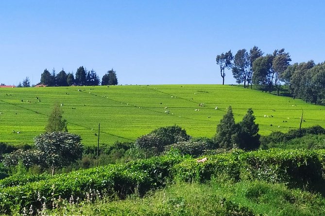 Tea Farm Tour: Kiambethu Tea - Transportation