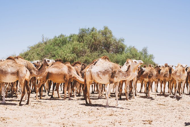 The Beauty of Dakhla Full Private Photography Experience - Customer Reviews and Ratings