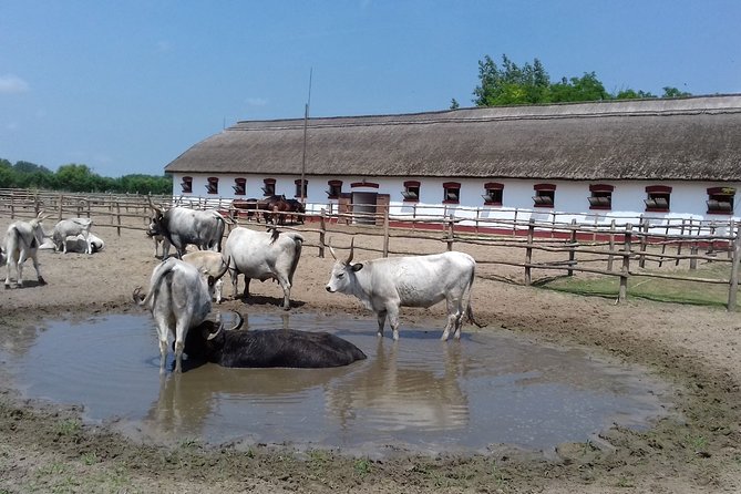 The Puszta Horse Show - Additional Details and Accessibility