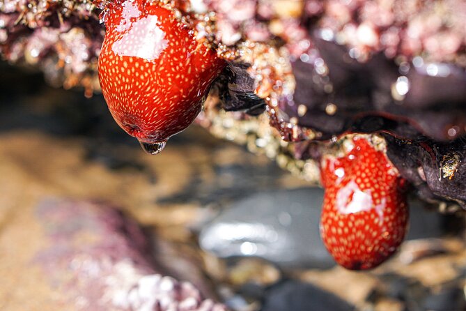 Tide Pool Safari in Monte Clérigo Beach - Booking Information