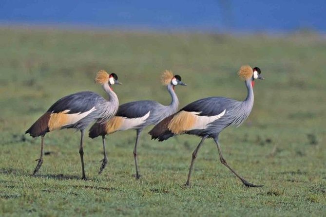 Tour: Giraffe Center and Nairobi National Park - Tour Overview