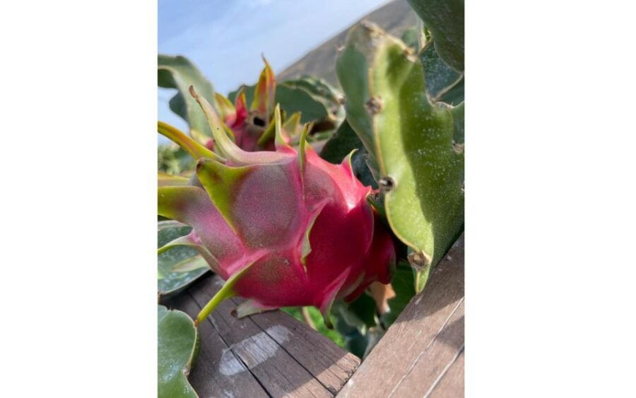 Traditional Olive Grove and Dragon Fruit Farm Tour - Tour Highlights