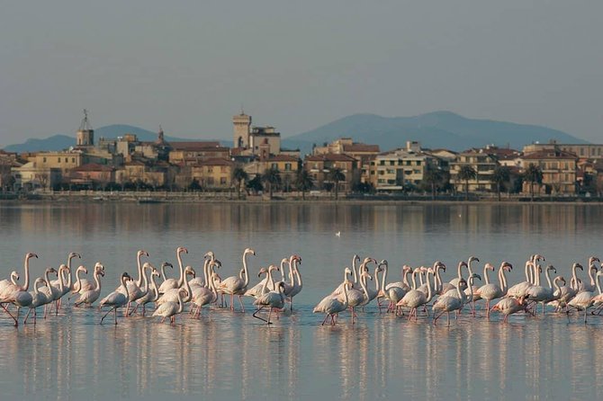 Transfer Rome To/From Forte Dei Marmi Optional Orbetello Stop - Additional Information for Participants
