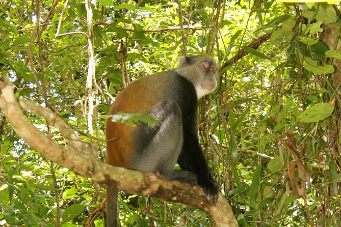 Trekking at Udzungwa Mountains and Tour at Nyerere National Park - Accessibility and Group Size
