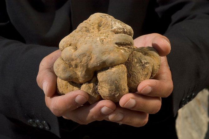 Truffle Hunting in the Woods of Istria and Wine Tasting With Alex - Uncover the Secrets of Truffle Hunting