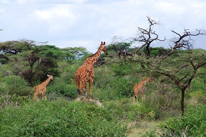 Tsavo East Amboseli and Tsavo West Safari 4 Days Starting Malindi - Frequently Asked Questions
