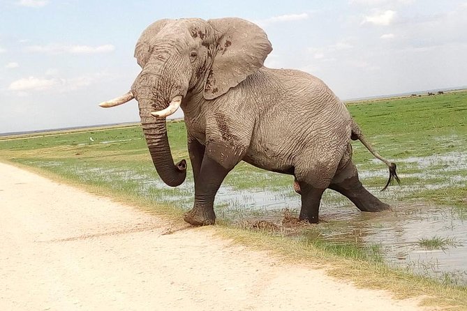 Tsavo East & West, Amboseli 5days From Mombasa - Safari Activities Schedule