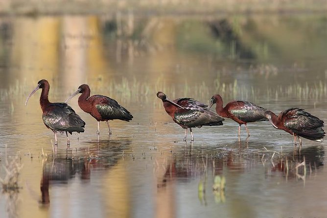 Two-day Birding Trip: Cape Kaliakra & Srebarna Lake - Day 1: Bird Watching Highlights