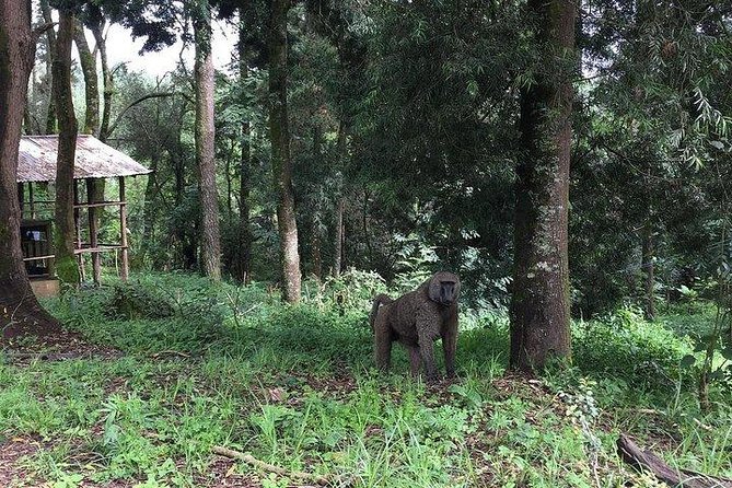 Two Days Lake Wenchi and Menagesha Forest - Reviews and Rating