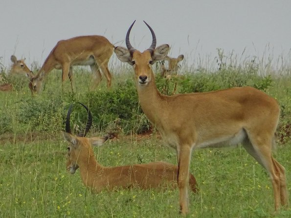 Two Days Sipi Falls and Pian Upe Nataional Game Reserve in Uganda - Booking and Contact Details