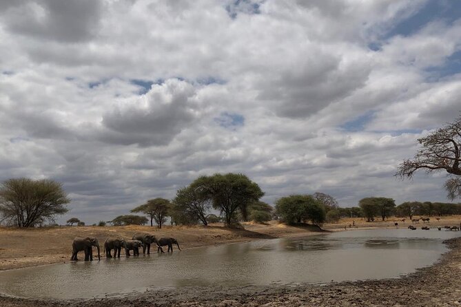 Two Days Trip to Selous/Nyerere National Park Fly From Zanzibar - The Sum Up